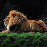 Lion At Rest Art Print