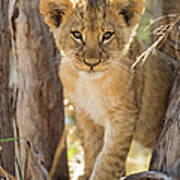 Lion Cub In Savuti Marsh, Botswana Art Print