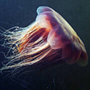 Lions Mane Jellyfish Cyanea Capillata Art Print