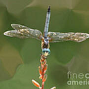 Liquify Dragonfly Art Print