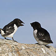 Little Auk Pair Spitsbergen Norway Art Print