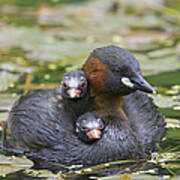 Little Grebe And Two Chicks Derbyshire Art Print