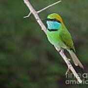 Little Green Bee-eater  Merops Orientalis Art Print