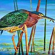 Little Green Heron Art Print