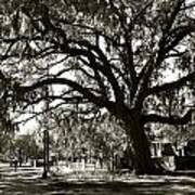 Live Oak Art Print