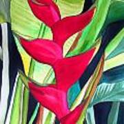 Lobster Claw Heliconia Art Print