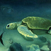 Loggerhead Turtle Art Print