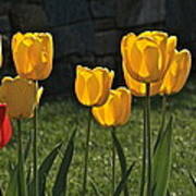 Lollipop Tulips And Grass And Stone Wall Art Print
