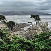 Lone Cypress Art Print