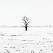 Lone Tree In Winter Art Print