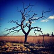 Lone Tree. #nolongerliving #likethedeer Art Print