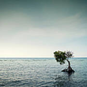 Lonely Mangrove Tree In The Bali Art Print