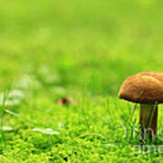Lonesome Wild Mushroom On A Lush Green Meadow Art Print
