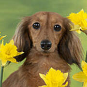 Long-haired Dachshund Art Print