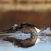 Long Tailed Duck Blasting Off Art Print