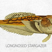 Longnosed Stargazer Art Print