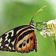 Longwing Butterfly Art Print