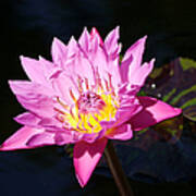 Longwood - Water Lily Iii Art Print