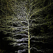 Longwood Gardens - Winter Tree Art Print