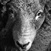 Looking At Ewe Art Print