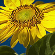Looking Up At A Sunflower Art Print