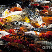 Lots Of Hungry Koi Art Print