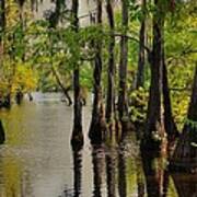 Louisiana Cypress Swamp Art Print