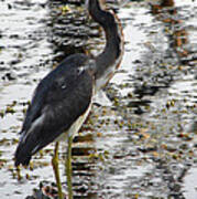 Louisiana Heron. Wetlands Park. Art Print