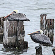 Louisiana Pelicans On Lake Ponchartrain Art Print