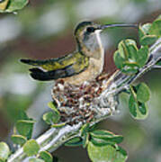 Lucifer Hummingbird Female Nesting Art Print
