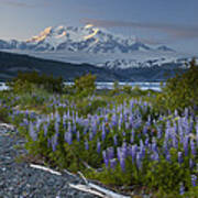 Lupine And Mount Elias Art Print