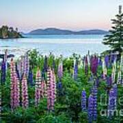 Lupine View 1 Art Print