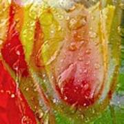 Luscious Tulips - Waterdrops Series Art Print