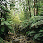 Lush Green Forest Of Dandenong Ranges National Park, Victoria, Australia Art Print