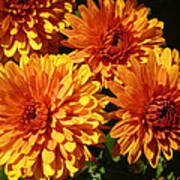 M Bright Orange Flowers Collection No. Bof4 Art Print