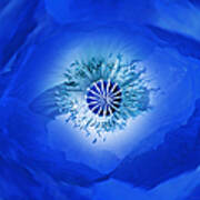 Macro Blue Poppy Flower Abstract Art Print