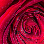 Macro Rose Art Print