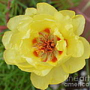 Macro Yellow Moss Rose Art Print