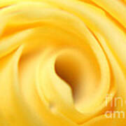 Macro Yellow Rose Art Print