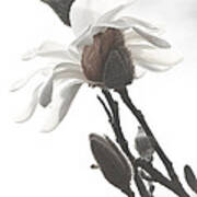 Magnolia Bloom Art Print