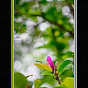 Magnolia Blossom Art Print