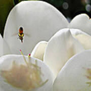 Magnolia Bound Bee Art Print