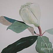 Magnolia Bud Art Print