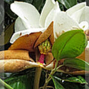 Magnolia Flowers - Flower Of Perseverance Art Print