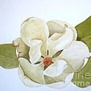 Magnolia Highlight Art Print
