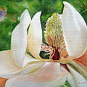 Magnolia Majesty Art Print