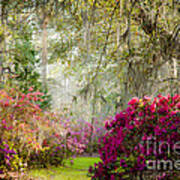 Magnolia Plantation And Gardens In Spring Art Print