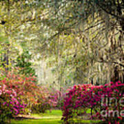 Magnolia Plantation And Gardens Art Print