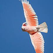 Major Mitchell's Cockatoo In Flight Art Print