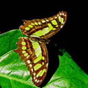 Malachite Butterfly Art Print